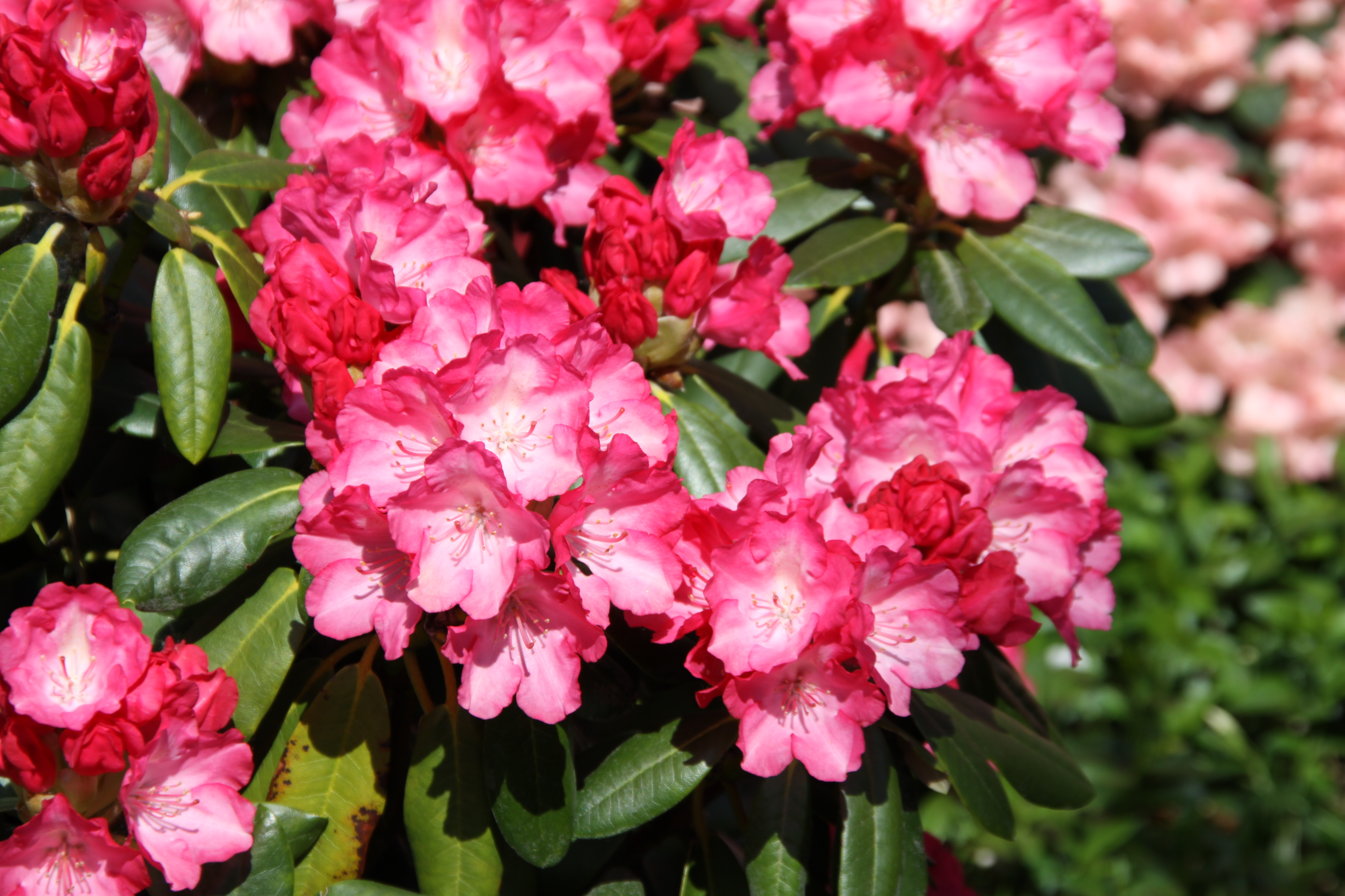 Рододендрон якушиманский Фантастика